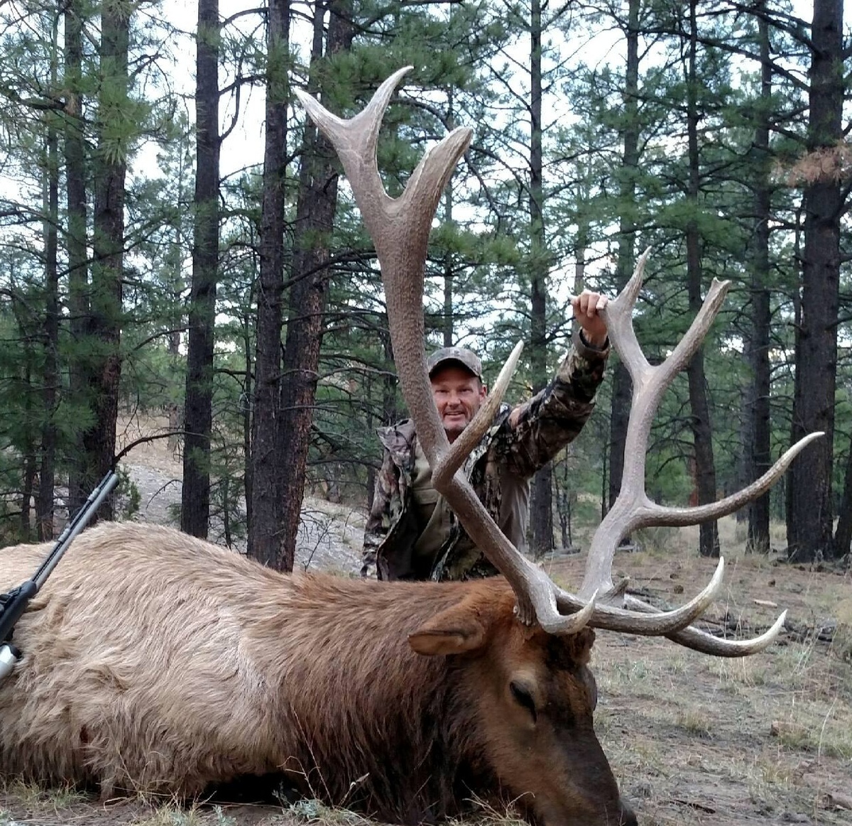 New Mexico elk 11 0